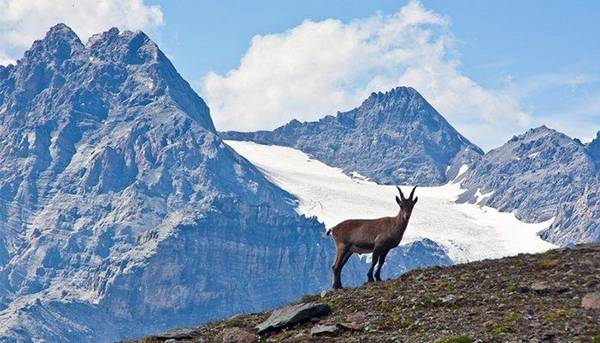 Parco_Stelvio