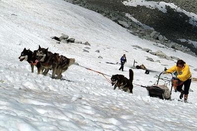 Sleddog al Passo del Tonale